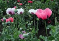 opium poppy