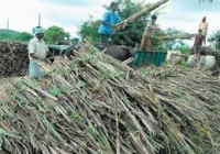 Sugar Development Fund